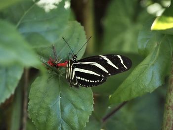 Close-up of butterfly on leaf