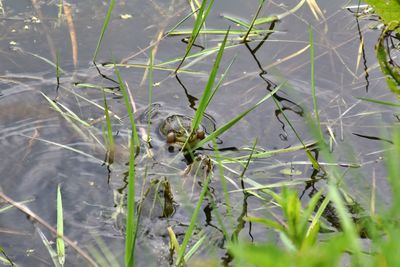 Close-up of insect on plant