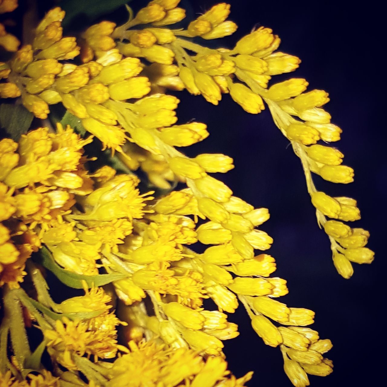CLOSE-UP OF YELLOW FLOWERING PLANTS
