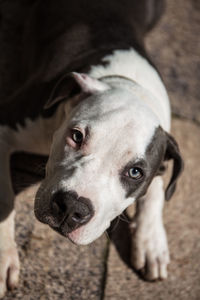 Close-up portrait of dog