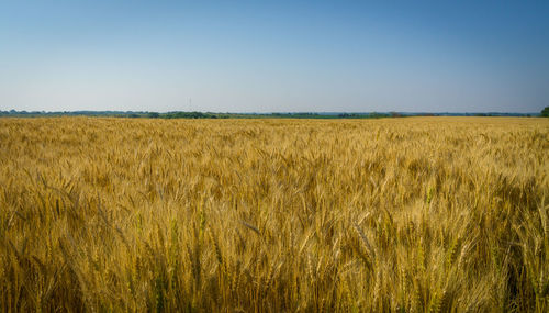 Wheat crop in field