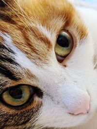 Close-up portrait of a cat