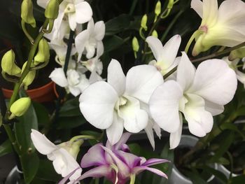Close-up of white flowers blooming outdoors