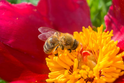 Wild spring flowers. stamens of red peony with a honey bee.