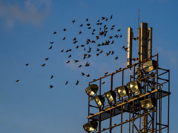 Low angle view of birds flying against sky