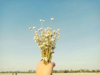 Close-up of hand holding flowers against sky