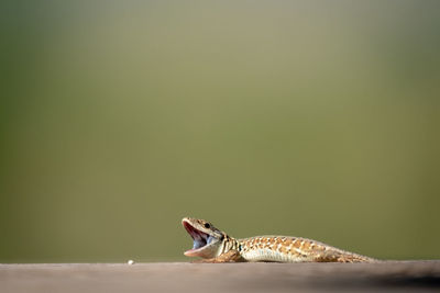 Close-up of a lizard 