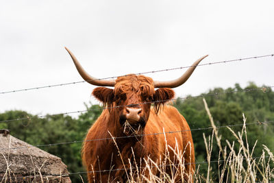 Cow behind the fence