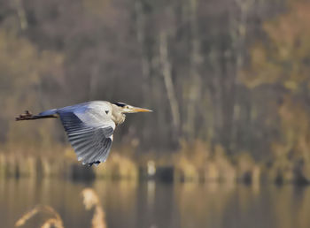 Gray heron flying against blurred background