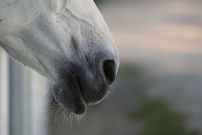 Close-up of horse, nose