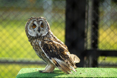 Portrait of owl perching on fence in zoo