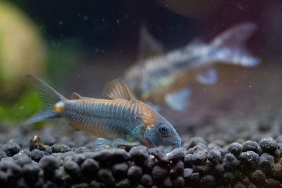 Fish swimming in aquarium