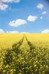 Scenic view of oilseed rape field against sky