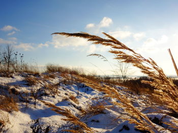 Plants on snow covered land against sky