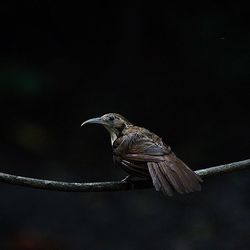 Close-up of bird perching on tree