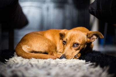 Close-up portrait of dog resting