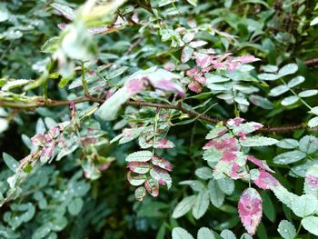 Close-up of pink flowering plant