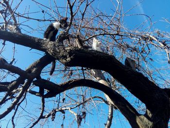 Low angle view of bird perching on tree against sky