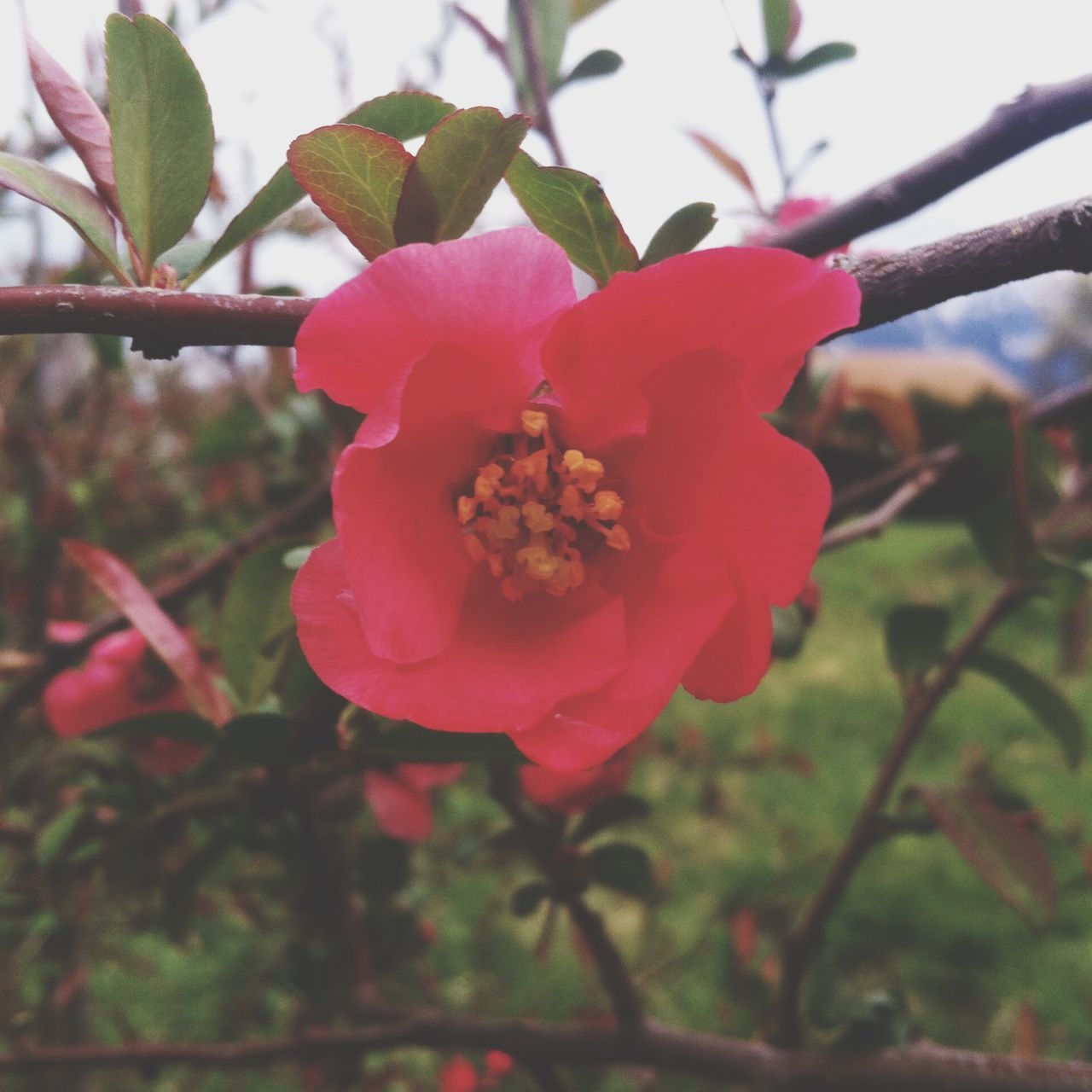 flower, freshness, petal, growth, fragility, flower head, beauty in nature, focus on foreground, red, close-up, nature, blooming, branch, tree, blossom, in bloom, plant, day, springtime, pollen