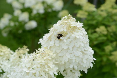 Close-up of bee pollinating on flower