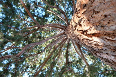 Low angle view of pine tree