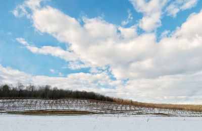 Scenic view of snowy vineyard against sky