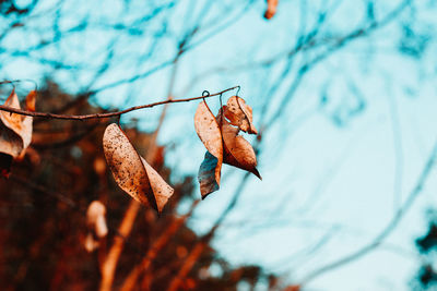 Close-up of dry leaf on tree