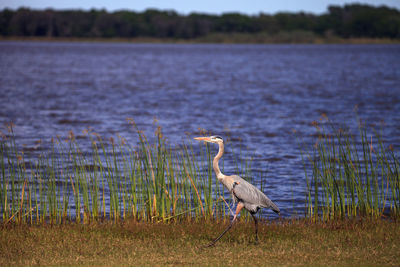 Large wading great blue heron ardea herodias wading bird at myakka state park in sarasota, florida