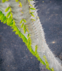 leaf