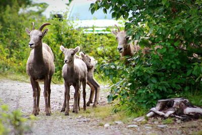 Sheep standing in a road 