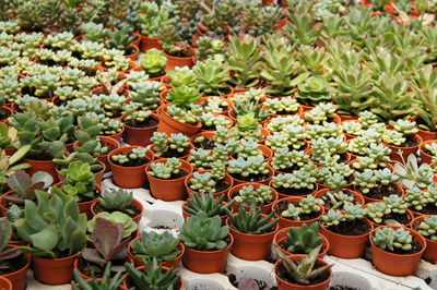 High angle view of potted plants in greenhouse