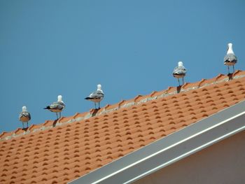 Low angle view of seagulls perching on roof against clear sky