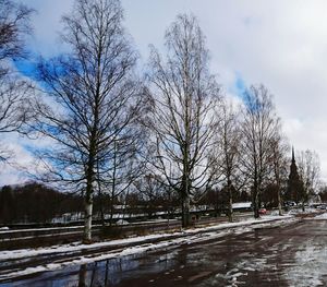 Bare trees along road