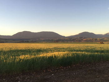 Scenic view of field against clear sky