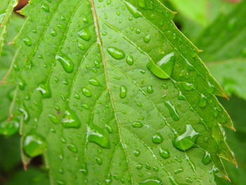 Close-up of wet leaf