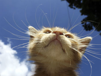 Close-up of a cat against the sky