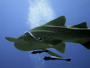 Close-up of fish underwater