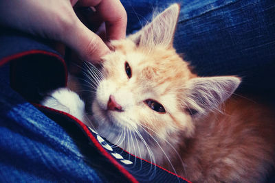 Close-up of hand holding kitten