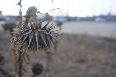 Close-up of dried plant on field