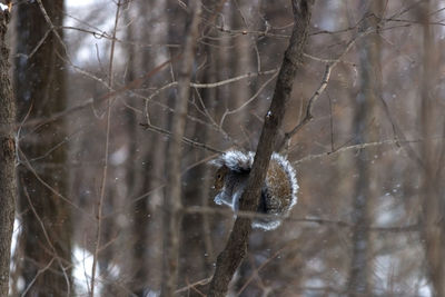 Close-up of frozen plant