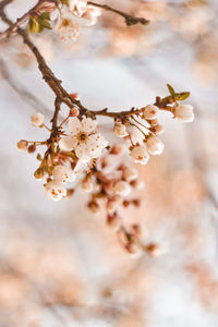 Close-up of cherry blossom