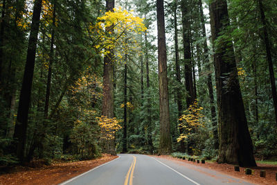 Road amidst trees in forest