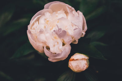 Close-up of rose blooming outdoors