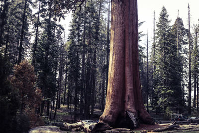 Trees in forest during winter