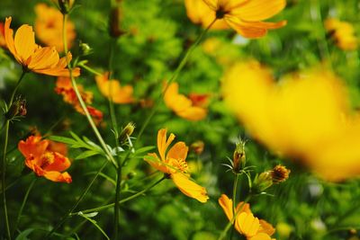 Close-up of yellow flowering plant