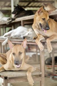 Close-up of dogs relaxing on bench outdoors
