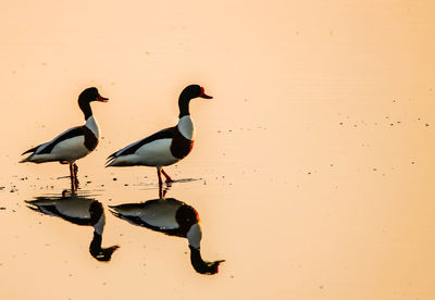 View of birds on beach