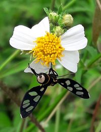 Close-up of butterfly on flower