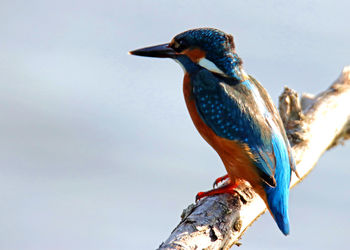 Close-up of bird perching outdoors