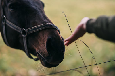 Cropped hand reaching towards horse